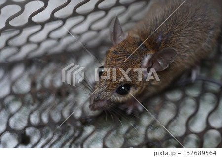 ネズミ 132689564