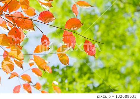 爽やかな気持ちで見上げる紅葉の空 132689633