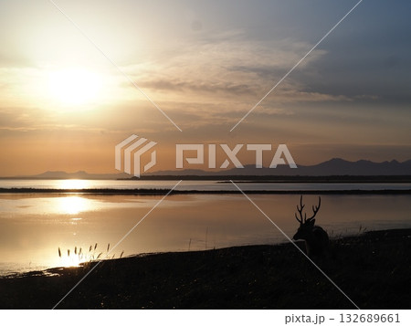 北海道野付半島の幻想的な夕焼けと鹿 132689661