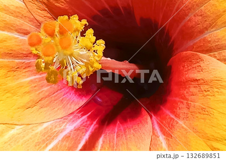 ハイビスカスのアップ 花芯 グラフィック素材 ハイビスカスのアップ 花芯 グラフィック素材 132689851