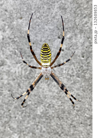 クモ　蜘蛛　ナガコガネグモ 132689853