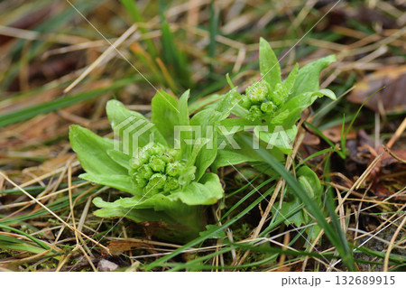 フキノトウ 132689915