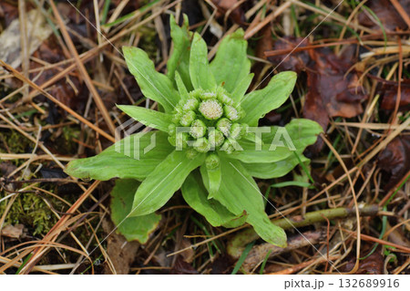 フキノトウ 132689916