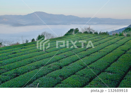 さつま町の茶畑 132689918