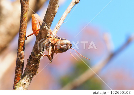 モズのはやにえ(バッタ) モズのはやにえ(バッタ) 132690108