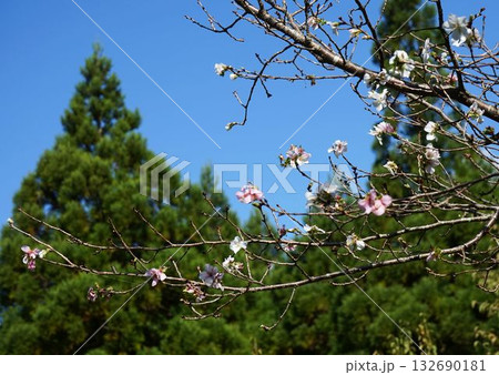 青空に映える十月桜 132690181