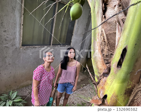 An elderly Asian woman and her daughter harvest coconuts from a palm tree An elderly Asian woman and her daughter harvest coconuts from a palm tree 132690382