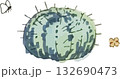 かわいい手描きの水彩タッチのサボテンイラスト 132690473