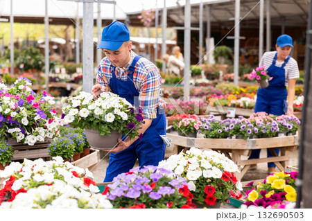 Man worker hold large pot with composition of contrasting white and purple ampel petunias Surfinia Man worker hold large pot with composition of contrasting white and purple ampel petunias Surfinia 132690503