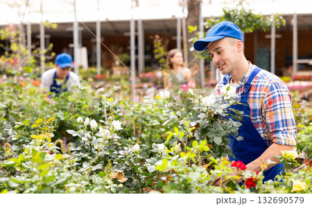 Garden store worker inspecting buds and leaves of blooming rose bush 132690579