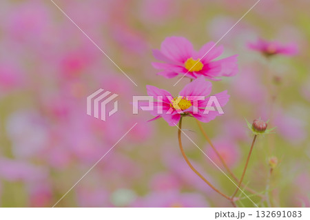 淡い背景に浮かぶピンク色のコスモスの花(秋桜) 淡い背景に浮かぶピンク色のコスモスの花(秋桜) 132691083