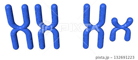 XY染色体 132691223