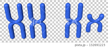 XY染色体 132691223
