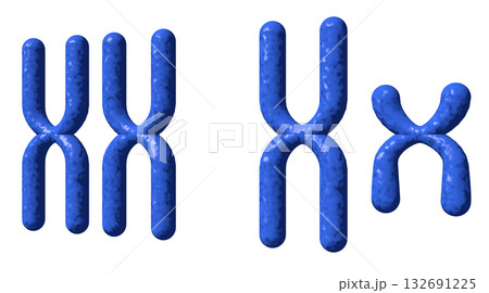 XY染色体 132691225
