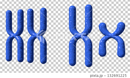 XY染色体 132691225