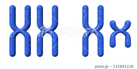 XY染色体 132691226