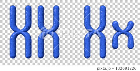 XY染色体 132691226