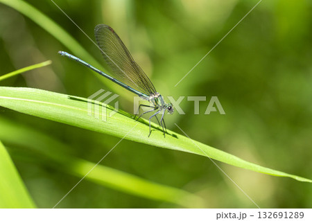 カワトンボ 132691289