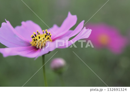 風にそよぐピンクのコスモスの花 風にそよぐピンクのコスモスの花 132691324