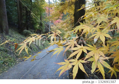 東郷公園　秩父御嶽神社：黄色いモミジ／埼玉県飯能市・11月 132691387