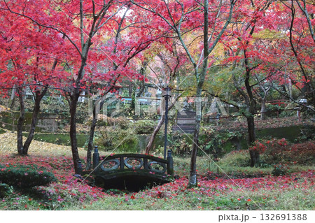東郷公園 秩父御嶽神社:落葉でカラフルな境内/埼玉県飯能市・11月 東郷公園 秩父御嶽神社:落葉でカラフルな境内/埼玉県飯能市・11月 132691388