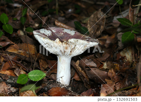 中央が凹んだ淡いピンク色のベニタケ属茸（横位置立像・自然環境下キノコ・ストロボマクロ撮影） 132691503