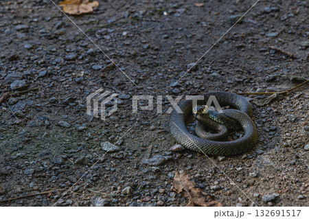 Snake resting on gravel path in shaded woodland area 132691517