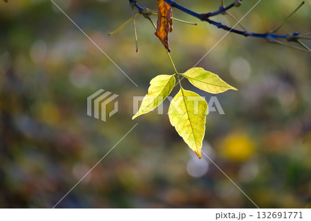 The sun shines through the leaves, creating a beautiful display of color and texture in nature The sun shines through the leaves, creating a beautiful display of color and texture in nature 132691771