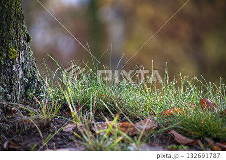 Dewy Grass at Tree Trunk in Autumn Forest, Quiet Ground Cover with Soft Bokeh Dewy Grass at Tree Trunk in Autumn Forest, Quiet Ground Cover with Soft Bokeh 132691787