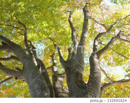 秋の大ケヤキを見上げる 秋の大ケヤキを見上げる 132691824
