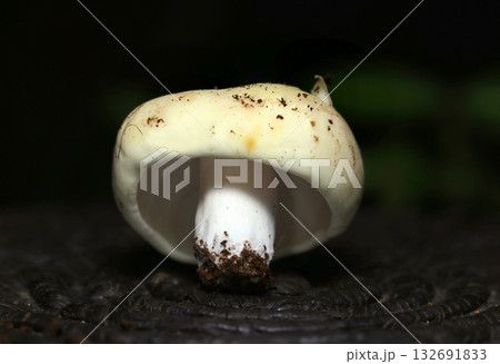 白マッシュルームのような形をした小さなベニタケ属キノコ（自然下菌キノコ類マクロ撮影） 132691833