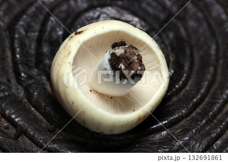 白マッシュルームのような形をした小さなベニタケ属幼菌キノコのヒダと柄（自然下菌キノコ類マクロ撮影） 132691861