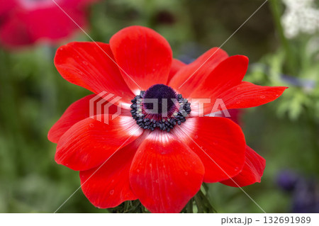 アネモネ 132691989