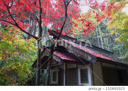 東郷公園 秩父御嶽神社:紅葉と屋根に落ちた真っ赤なモミジ/埼玉県飯能市・11月 東郷公園 秩父御嶽神社:紅葉と屋根に落ちた真っ赤なモミジ/埼玉県飯能市・11月 132692023