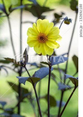 コスモス コスモス 132692180