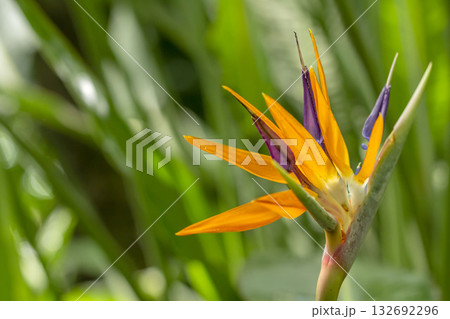 ゴクラクチョウカ 132692296