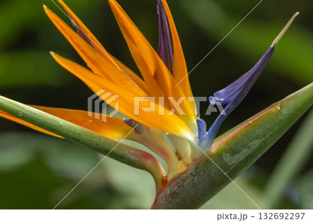 ゴクラクチョウカ 132692297