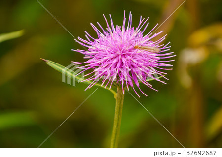 アザミの蜜を吸うガガンボ アザミの蜜を吸うガガンボ 132692687