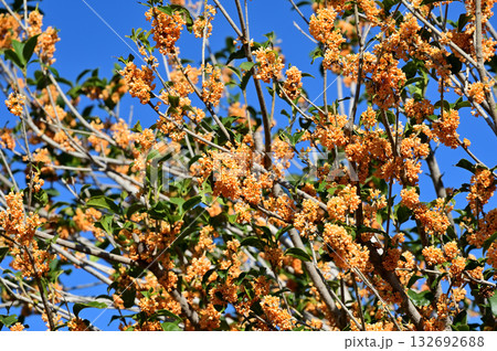 青空に映える、キンモクセイの花 132692688