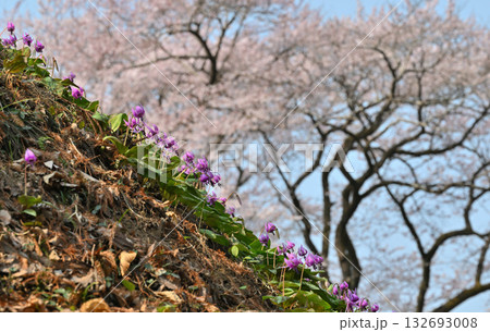 手前カタクリの群生と後方エドヒガンザクラ 鉢形城公園 寄居町 手前カタクリの群生と後方エドヒガンザクラ 鉢形城公園 寄居町 132693008