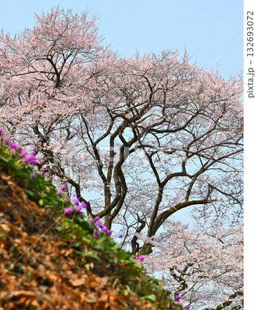 後方エドヒガンザクラと手前カタクリの群生 鉢形城公園 寄居町 後方エドヒガンザクラと手前カタクリの群生 鉢形城公園 寄居町 132693072