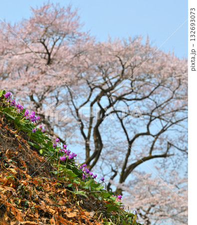 手前カタクリの群生と後方エドヒガンザクラ　鉢形城公園　寄居町 132693073