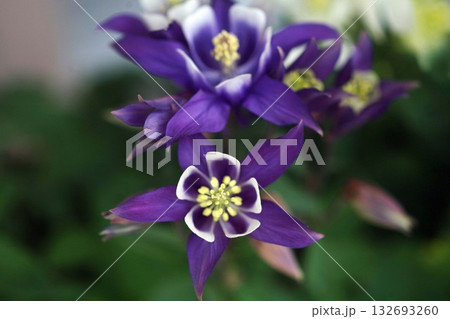 西洋オダマキ 青紫色の花 西洋オダマキ 青紫色の花 132693260