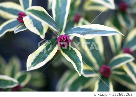 もうすぐ開花するジンチョウゲ もうすぐ開花するジンチョウゲ 132693262