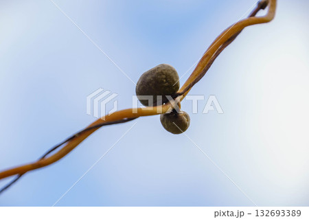 青空に映えるムカゴ 132693389