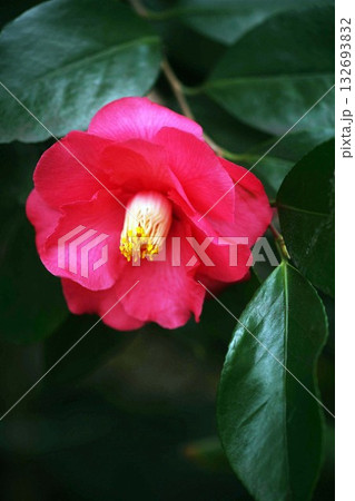 開花した紅い椿 開花した紅い椿 132693832