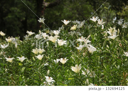 百合の花㊷ 132694125
