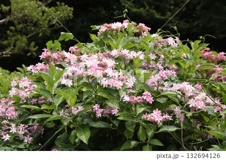 梅雨の花 アジサイ㉕ 132694126