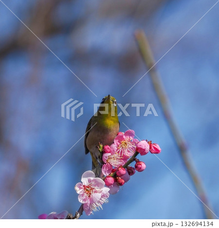 満開の紅梅にとまってくつろぐメジロ 132694134