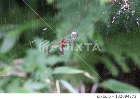 クモを狙うチャイロスズメバチ 132694272